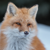 One more winter fox