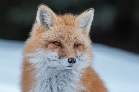 One more winter fox - winter, fox, snow, photo, red fox