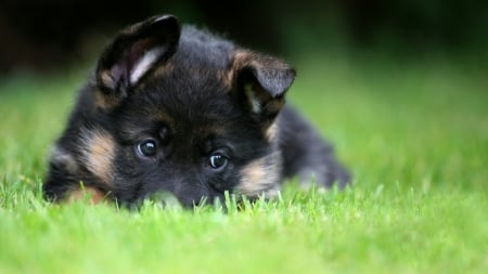 Sweet Puppy - animal, look, dog, grass, puppy