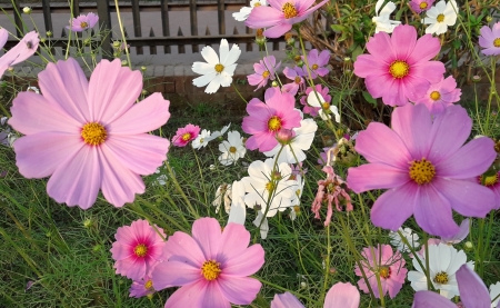 white and Pink Cosmos - white, flower, pink, cosmos