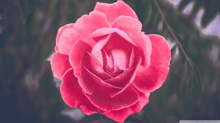 Blooming Rose - roses, flowers, nature, pink