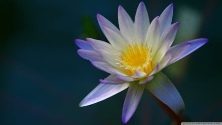 Purple Water Lily from Above - nature, flowers, lily, japan