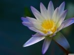 Purple Water Lily from Above