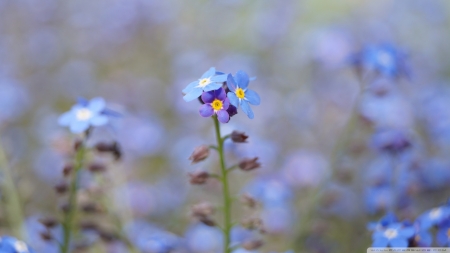 Blue Flower - nature, flowers, grass, blue