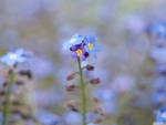 Blue Flower