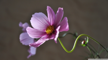 Grace - flowers, grace, nature, pink