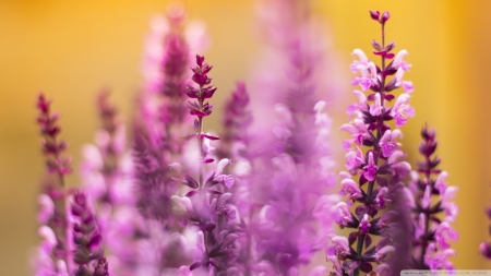 Purple Flowers - flowers, lilac, nature, purple