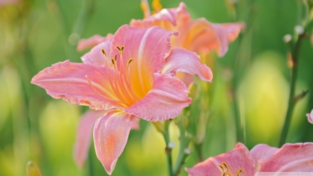 Pink Lily Green Background