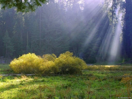 From heaven - grass, light, forest, nature