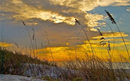 Winter Sunset - Grass, Winter, Sunset, Nature