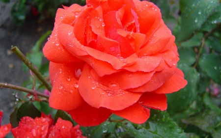 Beautiful Roses - roses, nature, dew, macro, drops, petals, pink