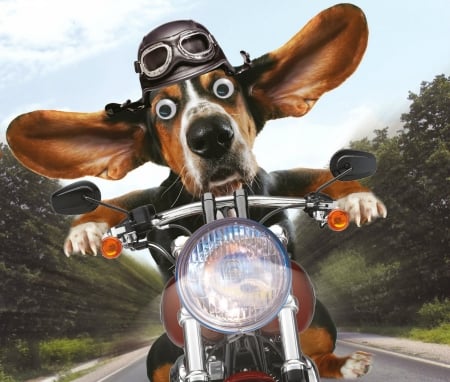 On the road - caine, situation, dog, funny, motorcycle, road, wind