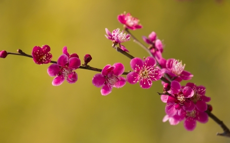 Spring - flower, pink, spring, blossom, green