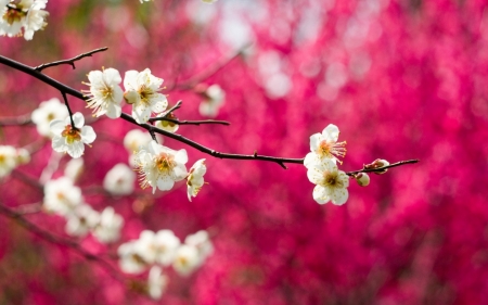 Spring - white, flower, pink, spring, blossom