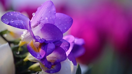 Freesias - flower, purple, pink, freesia, spring