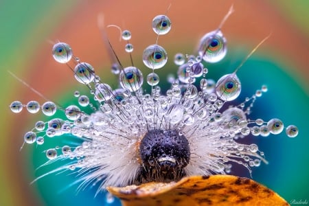 Peacock caterpillar - peacock, caterpillar, blue, water drops, macro, insect, orange