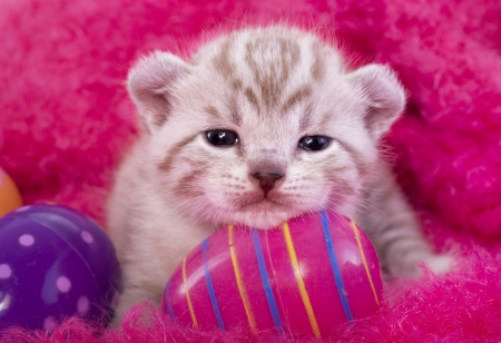 Kitten - easter, animal, pisica, kitten, cute, egg, pink, cat