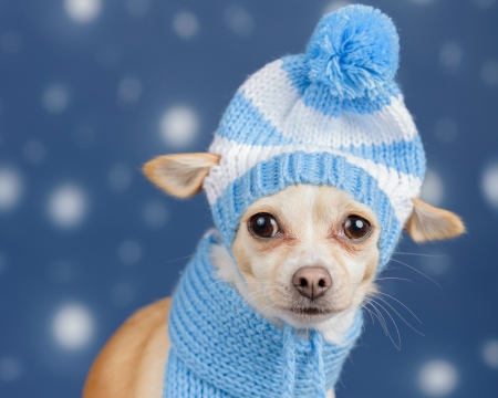 Puppy - hat, winter, blue, dog, white, animal, scarf, funny, cute, caine, puppy