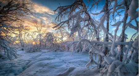 Irish Murph, Finland - sky, trees, sunlight, clouds, snow, winter, scandinavia