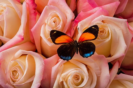 pink roses - beauty, roses, pink, photography, flowers