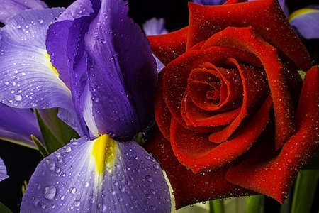 iris and rose - beauty, cool, roses, photography, flowers, still life