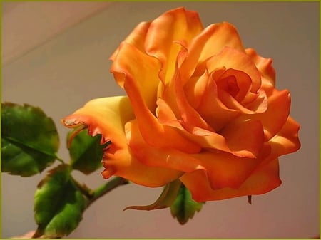 Sweet orange - rose, beauty, flower, orange