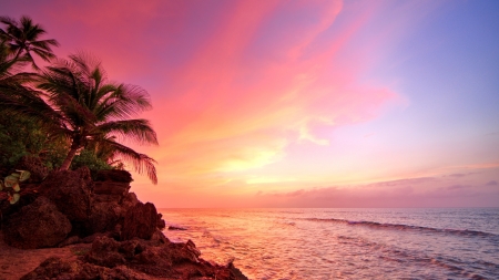 Sunset - sky, beach, tree, sunset, nature