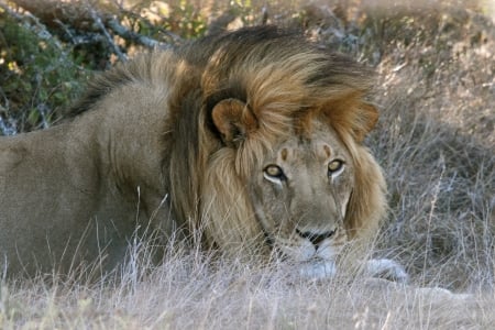 Lion - animal, singam, lion, cat