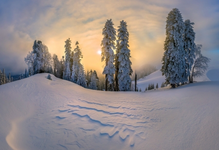 Winter - winter, tree, sunset, nature, snow