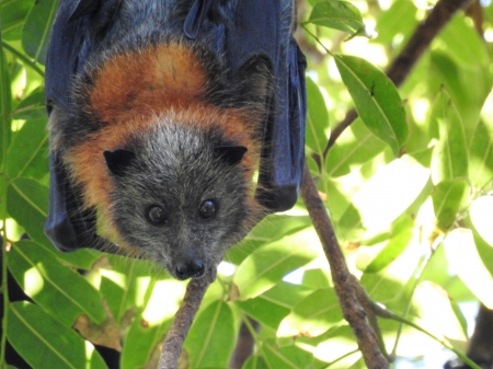 For Va - trees, bat, native, Canungra Queensland, precious, nature, Australia, fruit bat, flying foxes, animals