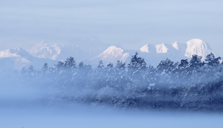 Winter - fog, mist, nture, snow, Winter