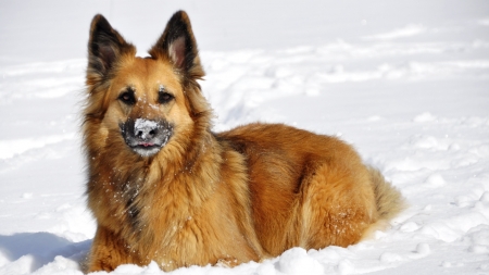 German Shepherd - Dog, animal, Shepherd, German