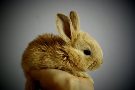 Rabbit - rabbit, cute, bunny, furry