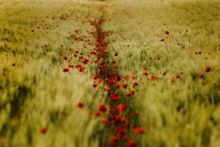 Poppy - field, flower, Poppy, nature