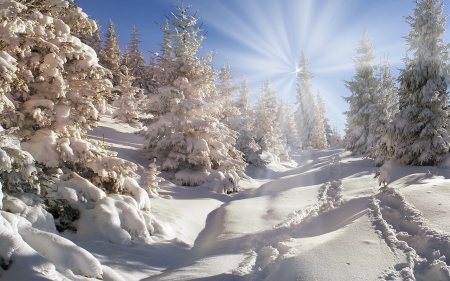 Winter Sun - winter, nature, snow, sun