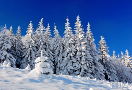 Winter trees - trees, winter, beautiful, snow, landscape, slope, mountain, frost, sky