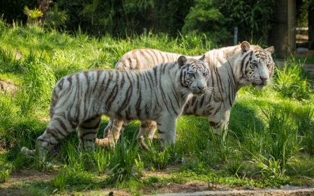 White Tiger Pair - animal, white, pair, tiger