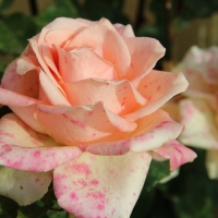 Pale Orange Roses with Pink Spots