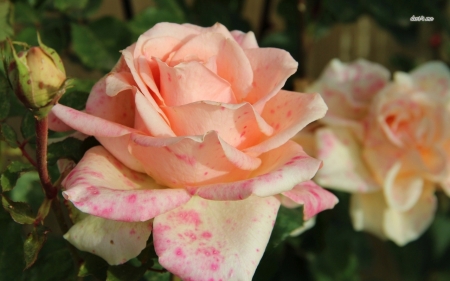 Pale Orange Roses with Pink Spots - nature, roses, pink, petals, orange, flowers