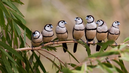 Ringed Astrild - bird, ringed astrild, pasare, branch