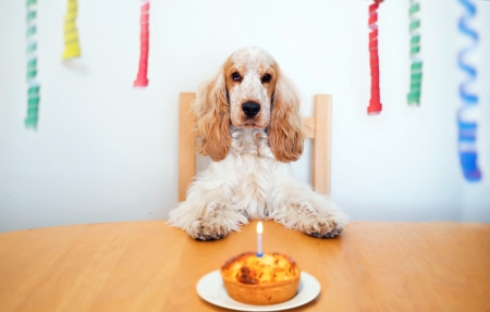 Happy Birthday! - cake, caine, dog, animal, party, funny, birthday, cute