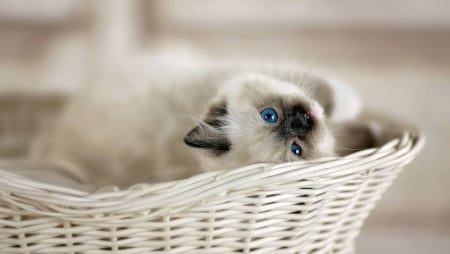 Kitten - blue, eyes, ragdoll, sweet, cat, basket, pisica, white, kitten, cute