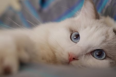 Cat - white, animal, pisica, blue, raqdoll, eyes, cat