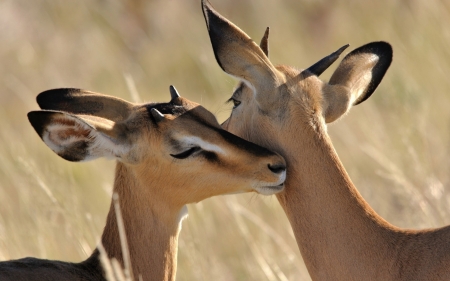 Antelope - animal, antelope, kiss, deer