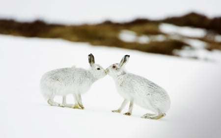 Bunny Kisses - rabbit, kiss, animal, Bunny