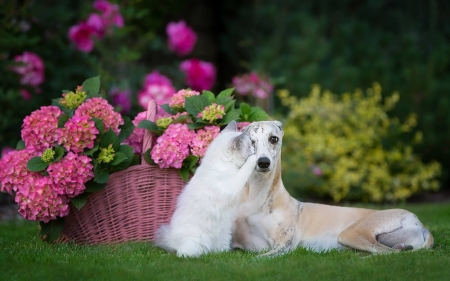 Best Friends Forever - animal, Dog, puppy, cat, kitty