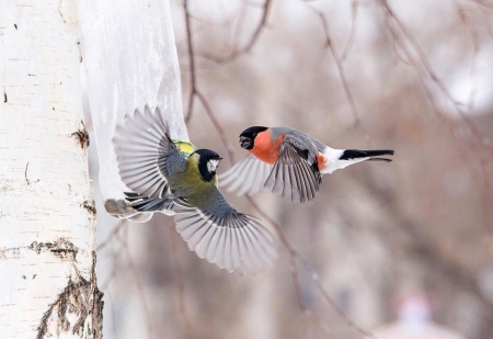 Beautiful Birds - beautiful, winter, two, bird