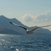 Birds Flying above the Sea