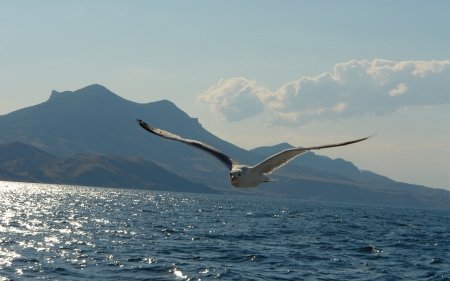 Birds Flying above the Sea - clouds, mountin, bird, nature, flying, sea