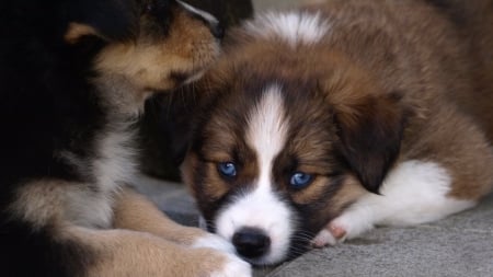 Australian Shepherd Puppies - Australian, dog, Shepherd, Puppies